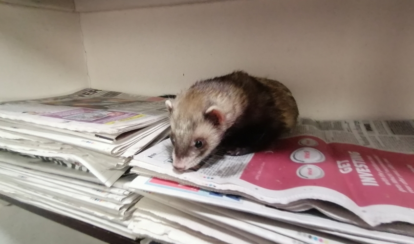 ferret sitting on newspaper
