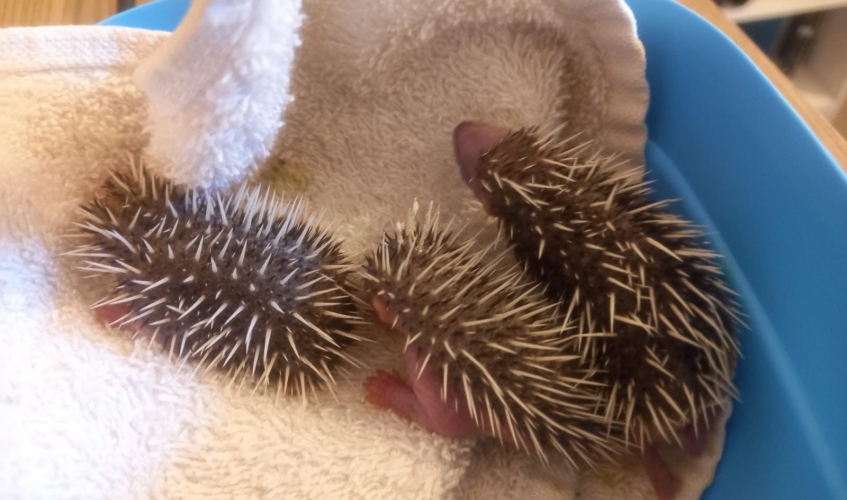 baby hedgehogs on a towel