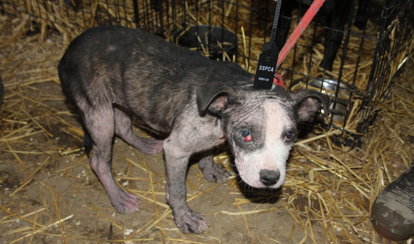 Moray puppy farmers sentenced for animal cruelty | SSPCA