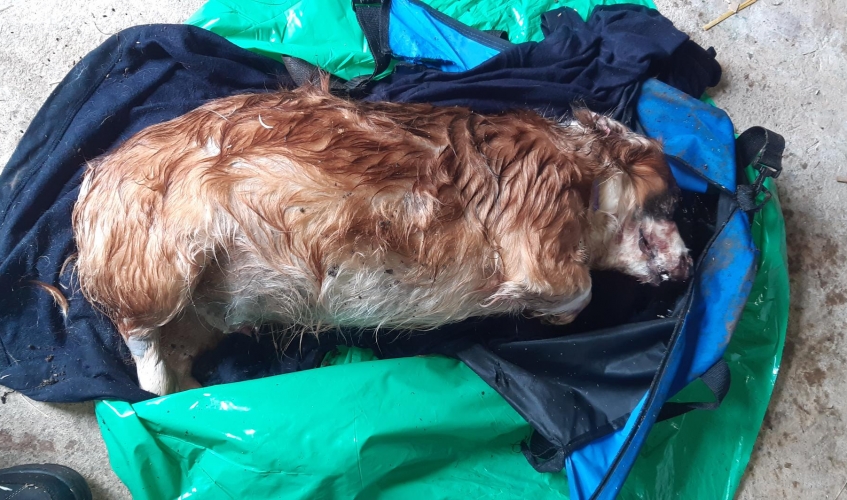 Dead dog found near Niddry Burn 