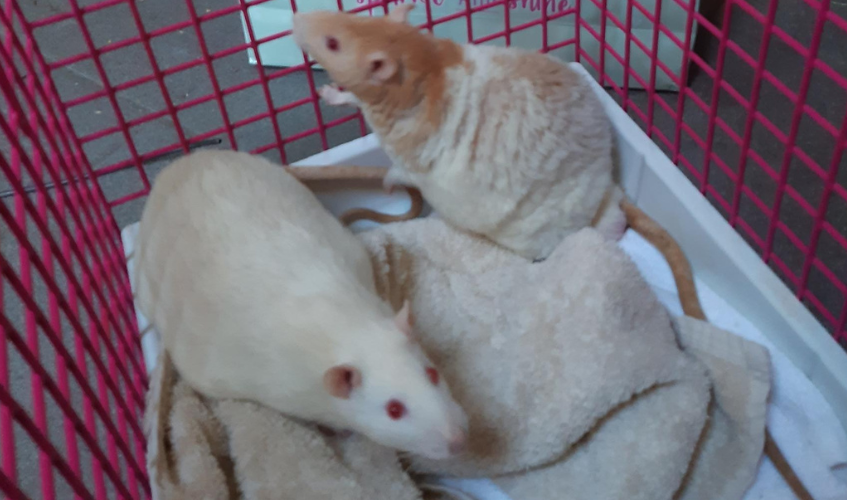 Abandoned rats