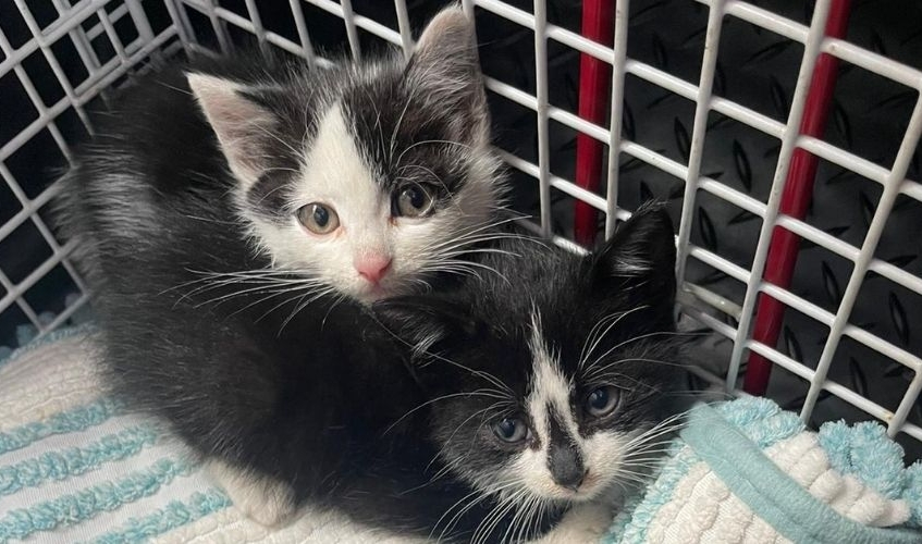 Two black and white kittens in a cage