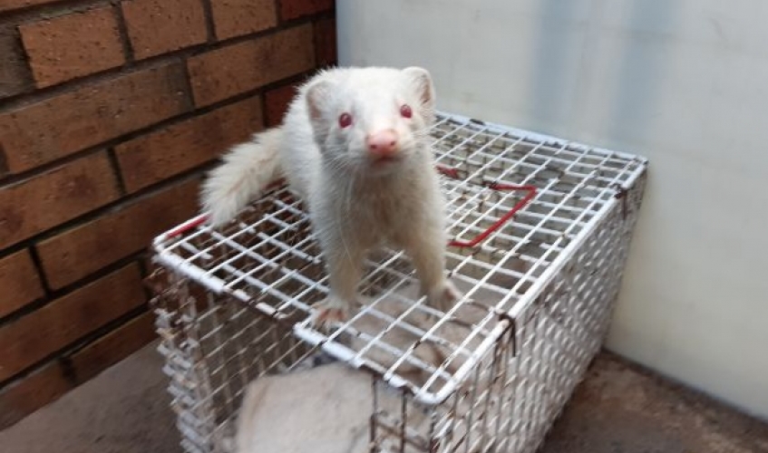 A white ferret sits on top of a white cage