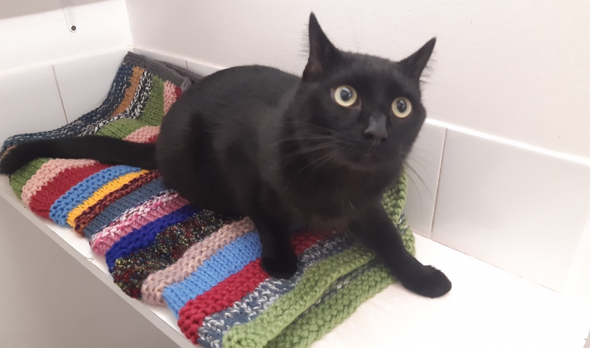 Male black cat who was found in rucksack in East Kilbride
