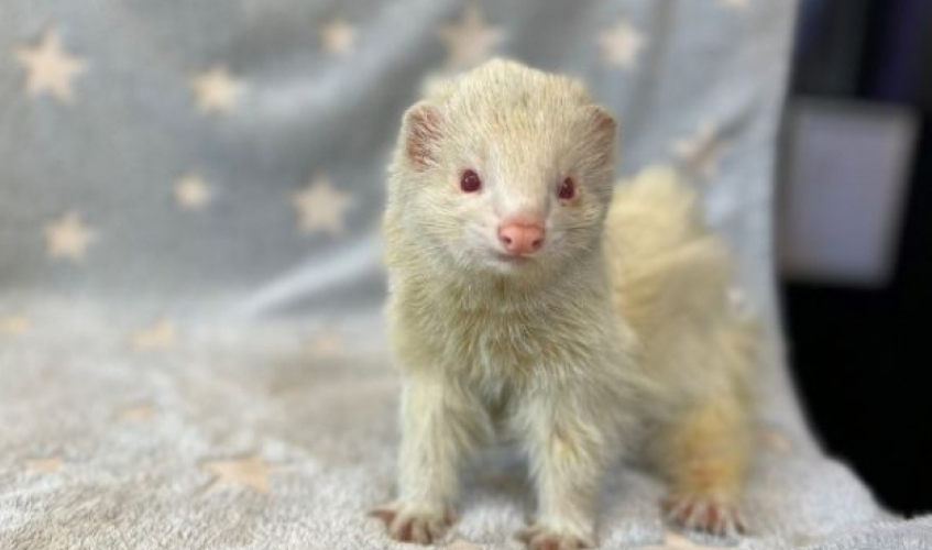 Hamish an albino ferret
