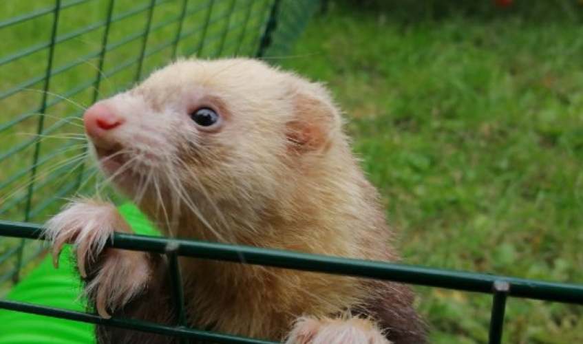 Rufus a cream and brown ferret