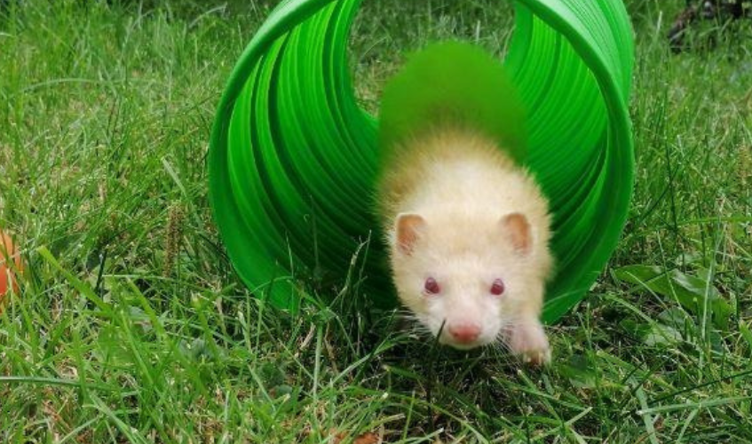 Brandy a white ferret running through a green tunnel