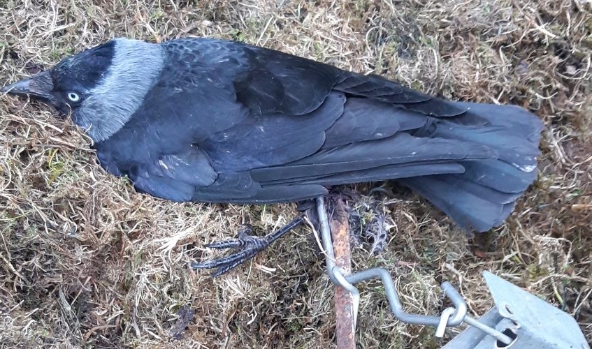 A Jackdaw caught by the leg in a trap sitting on the ground.