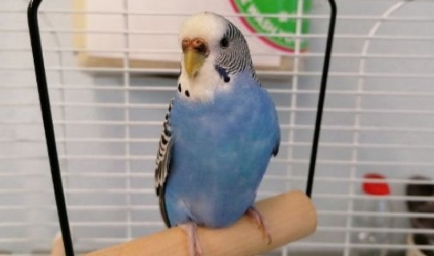 a blue and white budgie sitting on a wooden swing