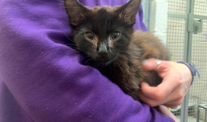 a black kitten held by a Scottish SPCA staff member