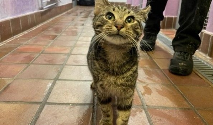 A tabby cat standing on orange tiles in a rescue centre corridor