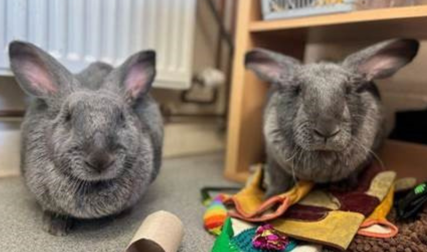 Claire and Katie two grey rabbits