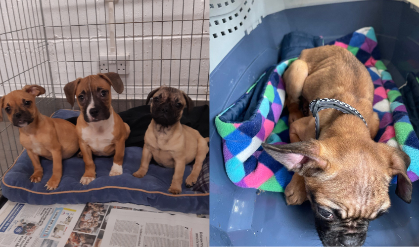 Image on left shows three tan crossbreed puppies in cage. Image on right shows emaciated tan crossbreed puppy in pet carrier.