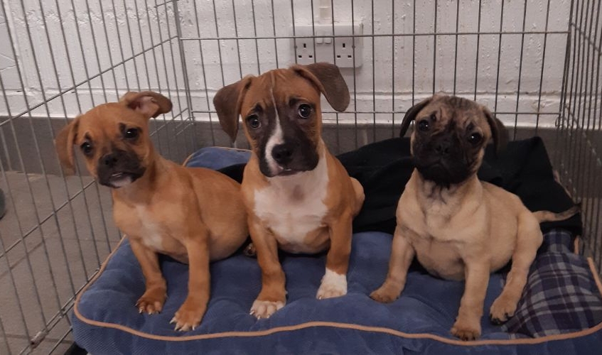 three brown and white puppies sitting in a dog crate