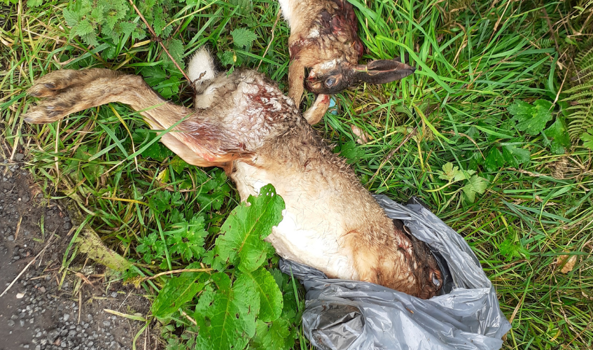 Two dead hares lying on grass. One of them is partially enclosed in a plastic bag.