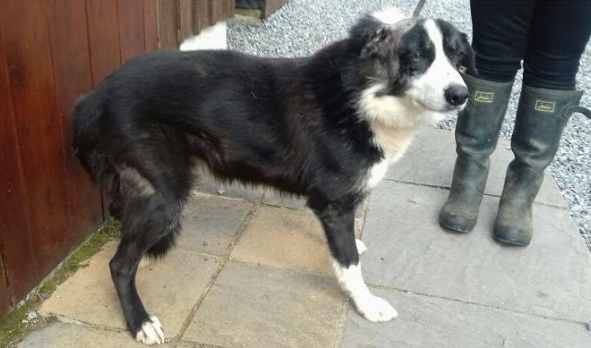 a black and white collie with injured ears stands outside beside a handler wearing wellies