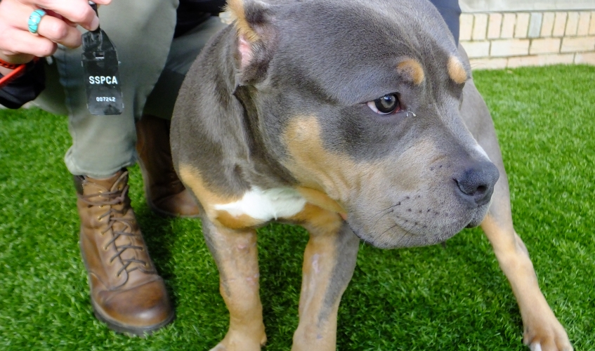 a grey and tan bully breed dog with cropped ears standing on grass