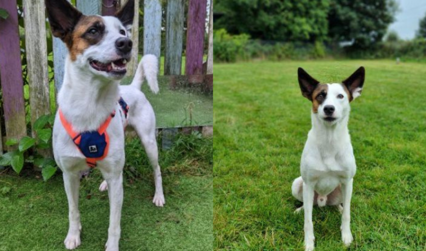On the left: a brown and white lurcher cross dog in a harness looks up. On the right: the same dog sits nicely in a grass field and looks at the camera.
