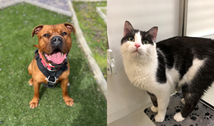 On the left: a Staffordshire Bull Terrier (cross) sits on grass and looks at the camera. On the right: a black and white cat looks at the camera.