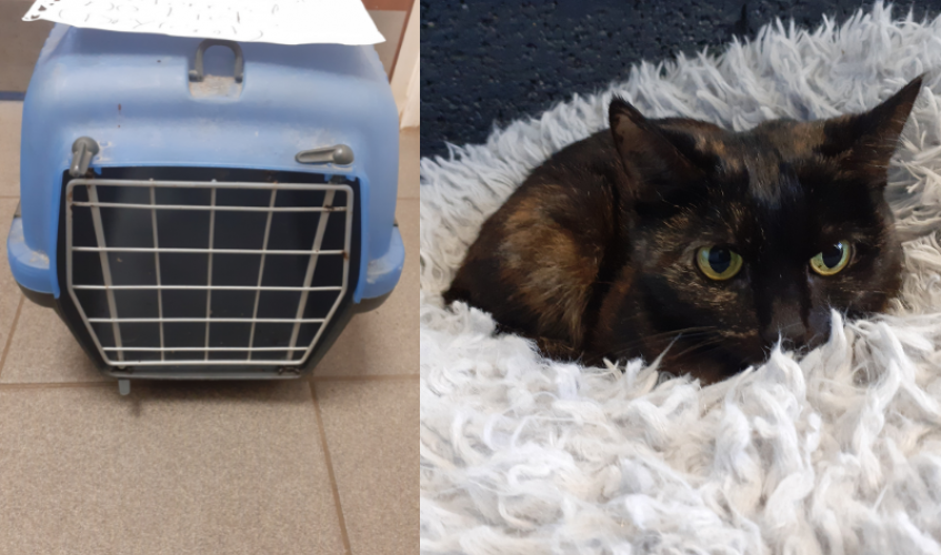 On the left: a blue cat crate. On the right: a young adult female tortoiseshell cat lays on a furry blanket.