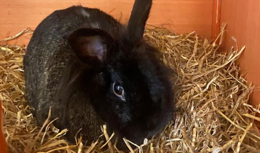 a black rabbit on a bed of hay