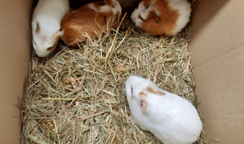 guineas pigs in a box
