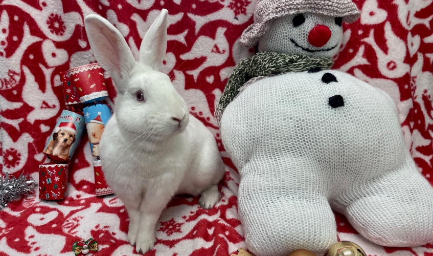 a white rabbit sitting next to a snowman toy against a christmas backdrop