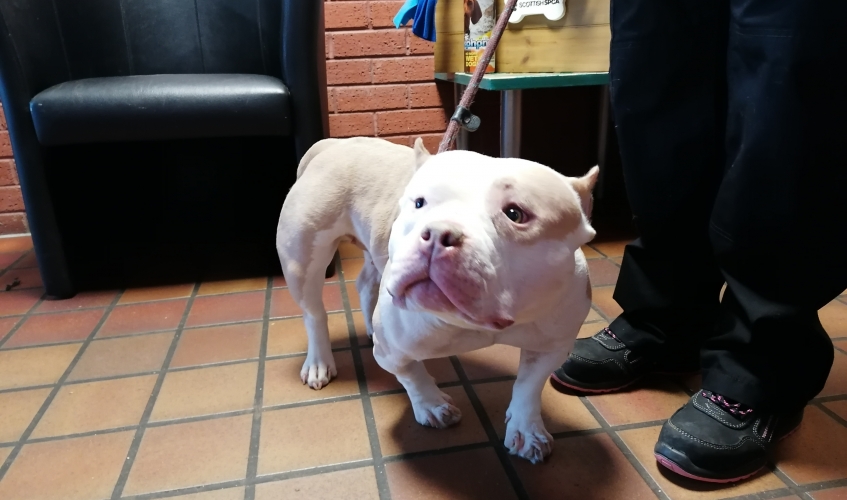 a white and tan pocket bully dog with cropped ears standing on a tiled floor next to the legs of a Scottish SPCA member of staff