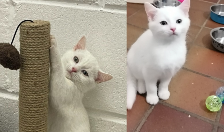 On the left: a white cat scratches a post. On the right: a white cat sits and looks at the camera.