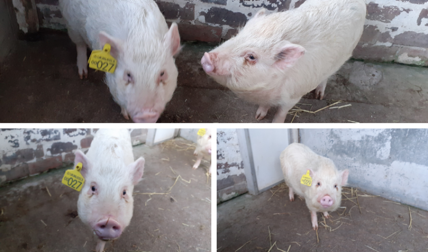 Two piglets shown together and individually in three pictures.