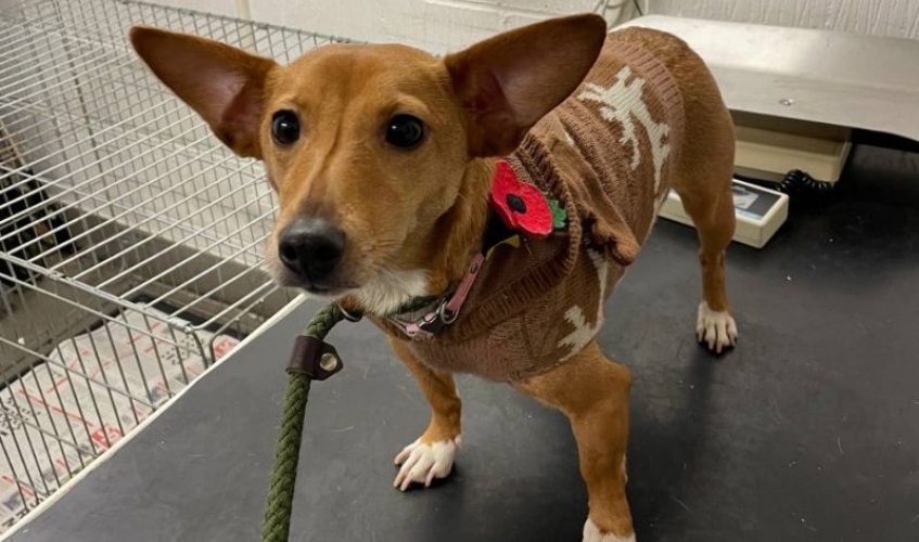a tan and white Jack Russell type dog wearing a brown Christmas jumper style jacket and Remembrance poppy