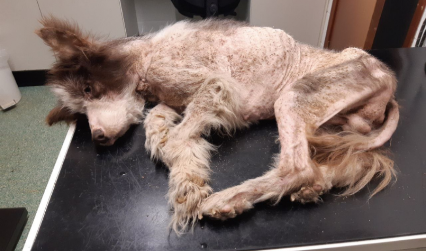 Severely emaciated brown and white collie cross dog lies on a table.