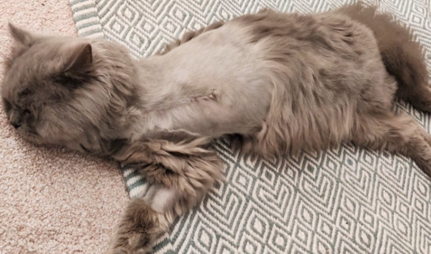 Smokey grey cat lies on rug with shaved area of fur where leg has been amputated.