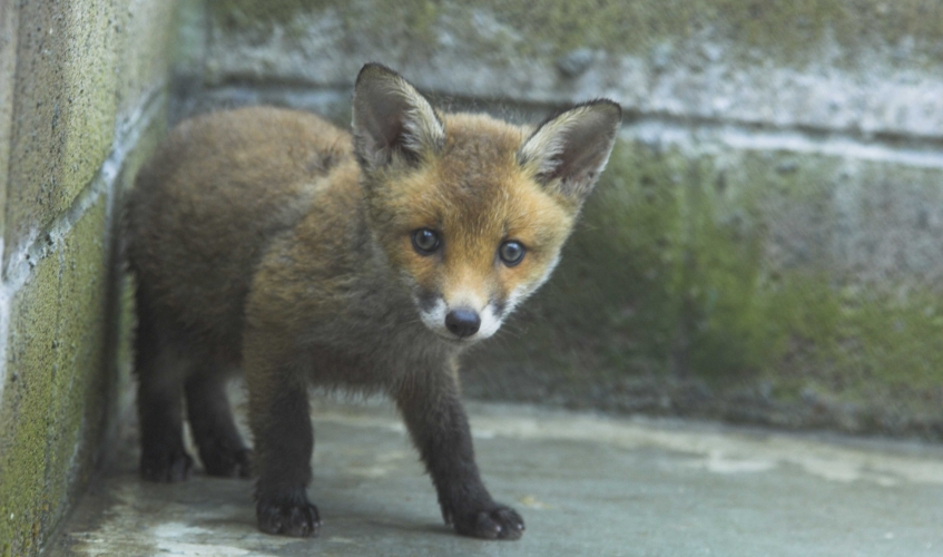 A fox cub standing on concrete next to a stone wall