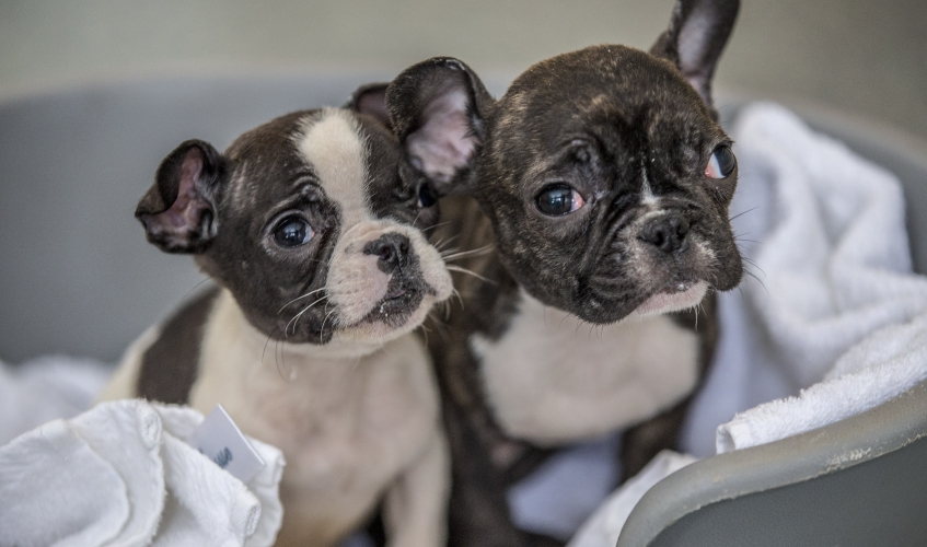 two black and white Frenchie puppies