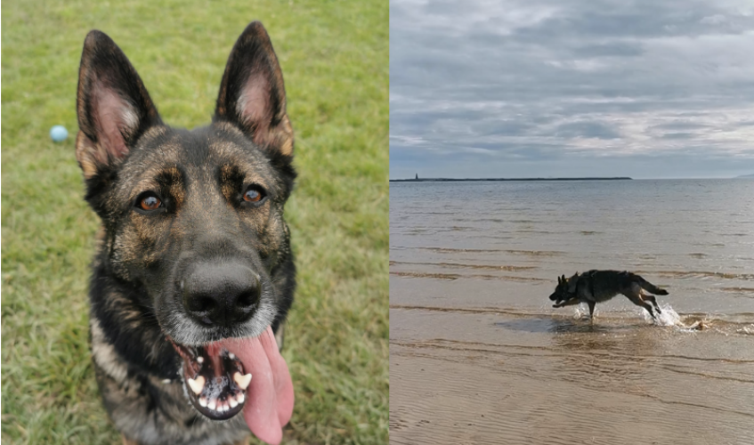 German shepherd dog looks at the camera on the left and plays in water on the right.