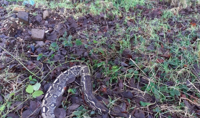 Snake found Glasgow
