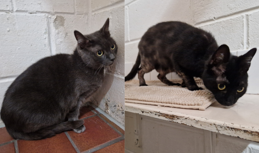 Two images of black cats, one a large female and the other a slim male with patches of hair loss.
