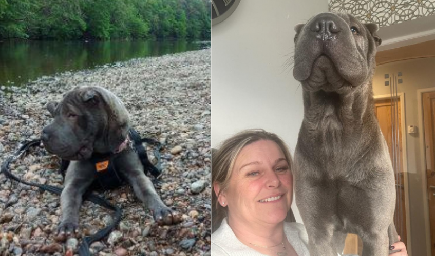 Shar pei dog on pebble beach and then standing on smiling owner's lap