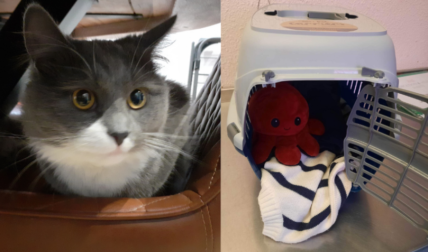 Left: a close up of a grey and white cat. Right: a carrier with a jumper and red octopus toy.