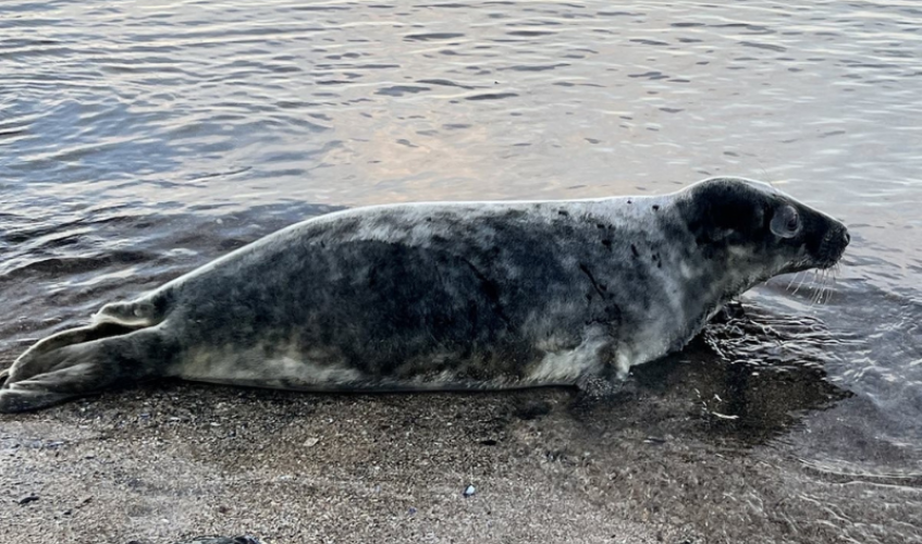 Dark grey seal lies on beach