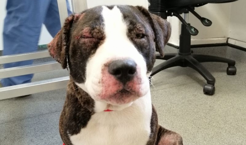 brown and white Staffy with swollen face