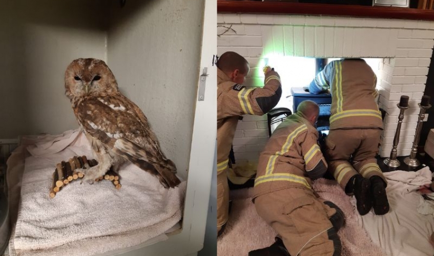 image showing tawny owl and firefighters investigating a wood burning stove