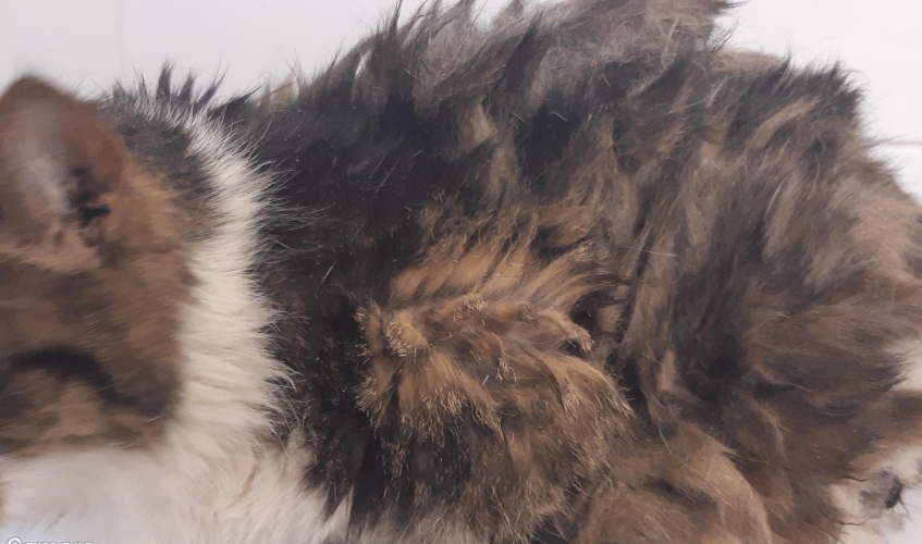 an extremely matted tabby and white cat