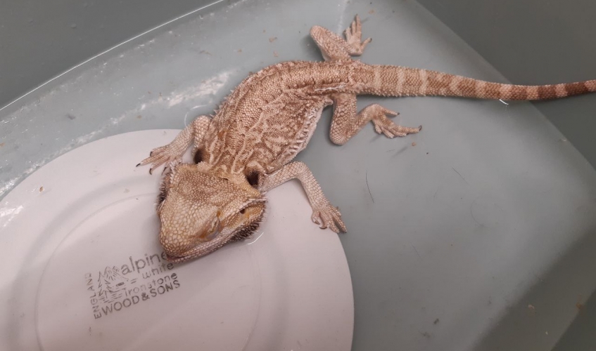 an emaciated bearded dragon in a shallow bowl of water