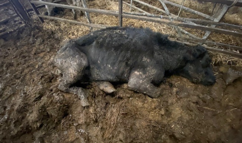 a black, emaciated cow lying in a muddy shed