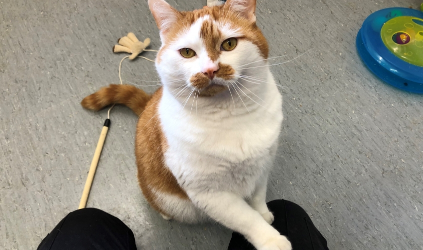 a ginger and white cat sitting on the floor with his paw on someone's knee