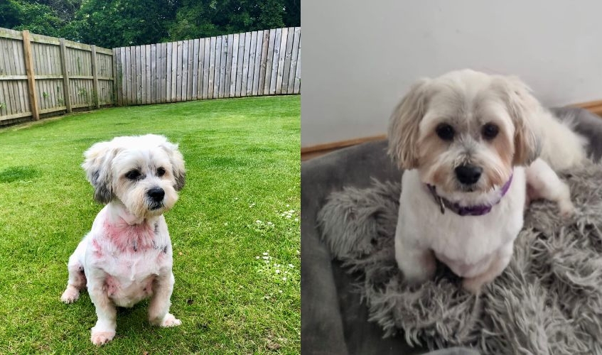 image of a small white dog showing poor skin condition on the left where he is almost bald, and fully recovered on the right
