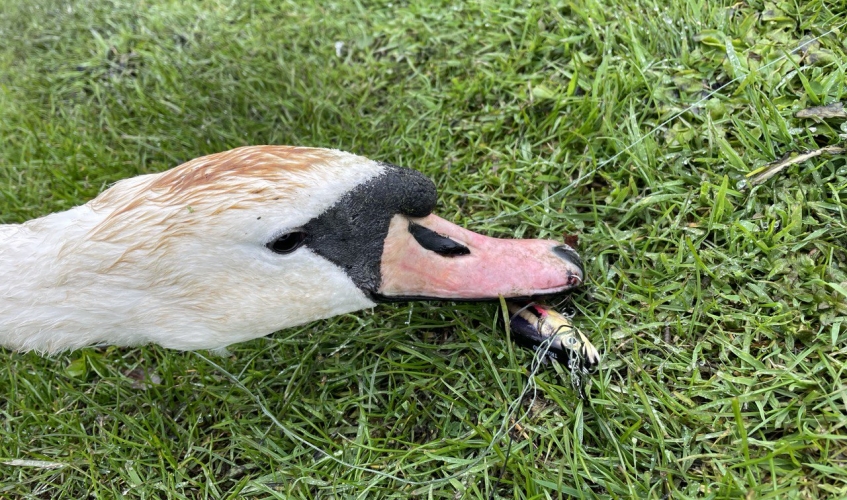 close up of swan lying on grass with fishing tackle wrapped round beak
