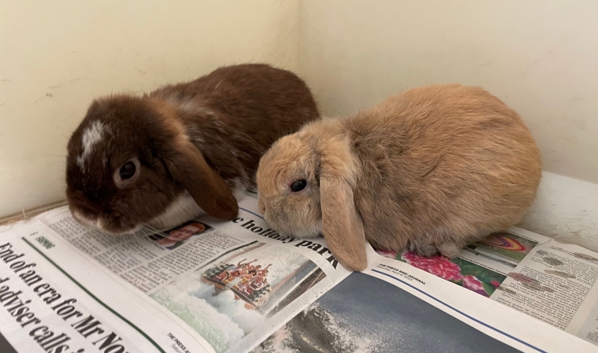a tan rabbit and white and brown rabbit sitting on newspaper